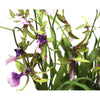 Silk Plant