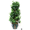 Silk Plant