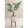 Silk Plant