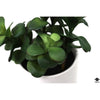 Silk Plant