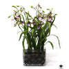 Silk Plant
