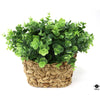 Silk Plant