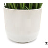 Silk Plant