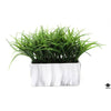Silk Plant