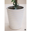 Silk Plant