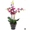 Silk Plant
