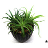 Silk Plant