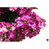 Floral Arrangement