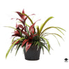 Silk Plant
