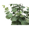 Silk Plant