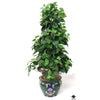 Silk Plant