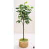 Silk Plant