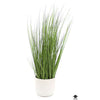 Silk Plant