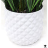 Silk Plant