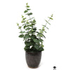 Silk Plant
