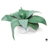 Silk Plant