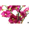 Silk Plant