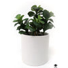 Silk Plant