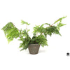 Silk Plant