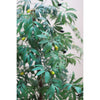 Silk Plant