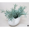 Silk Plant