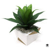 Silk Plant