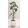 Silk Plant