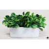 Silk Plant