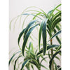 Silk Plant