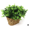 Silk Plant