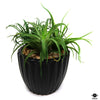 Silk Plant