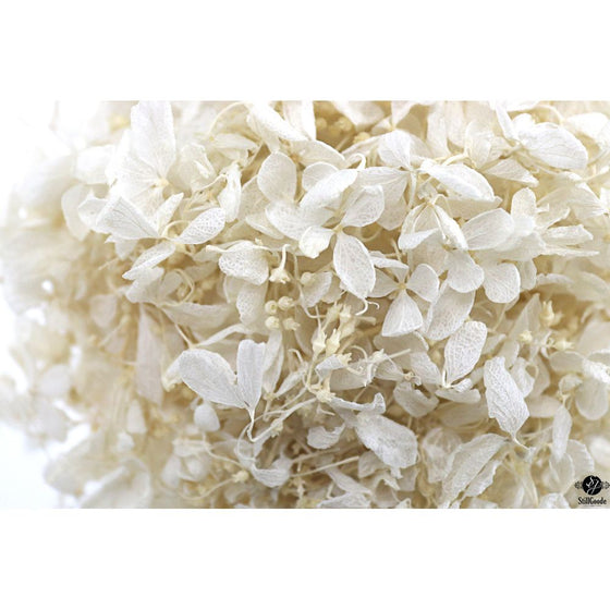 Silk Plant