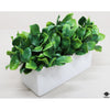 Silk Plant