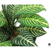Silk Plant