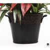 Silk Plant