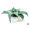Silk Plant
