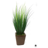 Silk Plant