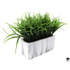 Silk Plant
