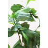 Silk Plant