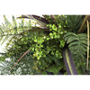 Silk Plant