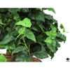 Silk Plant